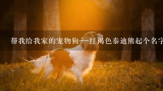 帮我给我家的宠物狗--红褐色泰迪熊起个名字吧