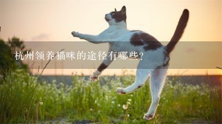 杭州领养猫咪的途径有哪些？