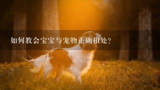 如何教会宝宝与宠物正确相处？