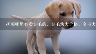 抚顺哪里有卖金毛的，金毛幼犬价格，金毛犬多少钱一