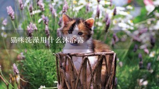 猫咪洗澡用什么沐浴露