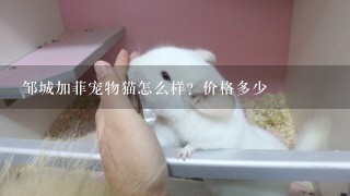 邹城加菲宠物猫怎么样？价格多少