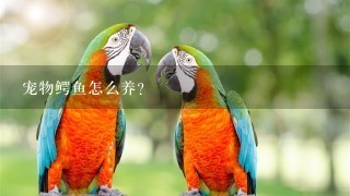 宠物鳄鱼怎么养？