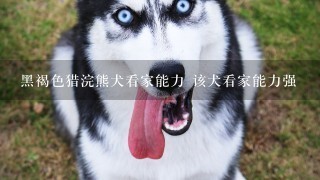 黑褐色猎浣熊犬看家能力 该犬看家能力强