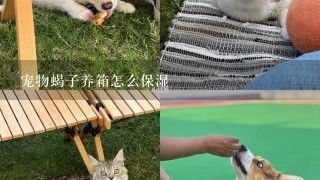 宠物蝎子养箱怎么保湿