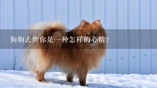 狗狗去世你是一种怎样的心情？