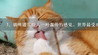 猫咪通常给人一种蠢萌的感觉，世界最受欢迎宠物猫品