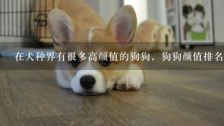 在犬种界有很多高颜值的狗狗，狗狗颜值排名是什么？