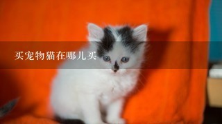 买宠物猫在哪儿买