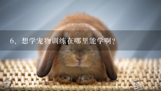 想学宠物训练在哪里能学啊？