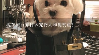 现在流行养什么宠物犬和观赏鱼？