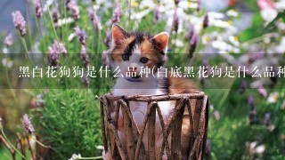 黑白花狗狗是什么品种(白底黑花狗是什么品种)