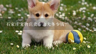 石家庄宠物店卖泰迪犬多少钱？