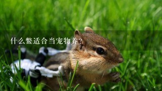 什么鳖适合当宠物养？