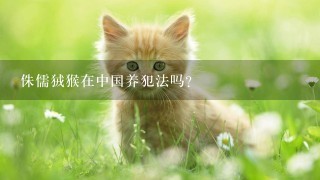 侏儒狨猴在中国养犯法吗？