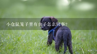 小仓鼠笼子里有虫子怎么回事？