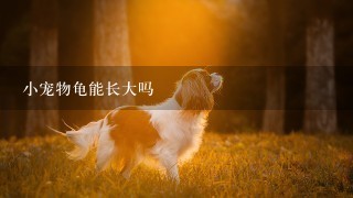 小宠物龟能长大吗