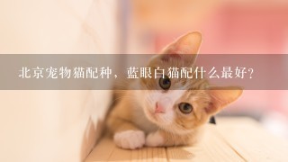 北京宠物猫配种，蓝眼白猫配什么最好？
