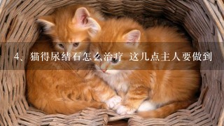 猫得尿结石怎么治疗 这几点主人要做到