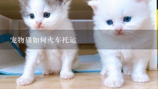 宠物猫如何火车托运