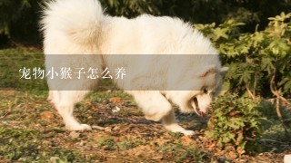 宠物小猴子怎么养