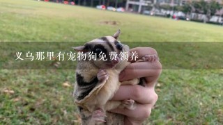 义乌那里有宠物狗免费领养