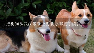 把狗狗从武汉带来上海要办哪些手续?