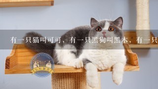 有一只猫叫可可，有一只黑狗叫黑木，有一只鸭子叫莎莎，还有个青蛙，关于冒险的。那是什么动画片