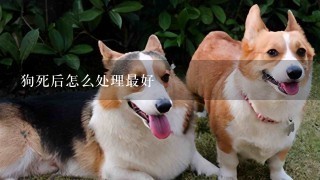 狗死后怎么处理最好