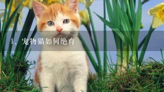 宠物猫如何绝育