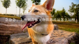 急急急。上海到吉林宠物铁路托运怎么运啊