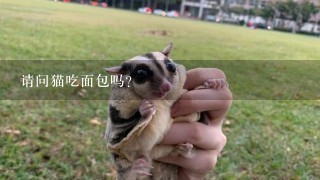 请问猫吃面包吗？