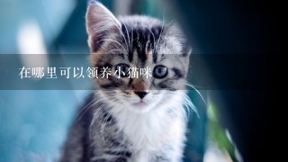 在哪里可以领养小猫咪