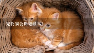 宠物猫会抓老鼠吗?