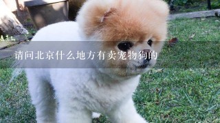 请问北京什么地方有卖宠物狗的
