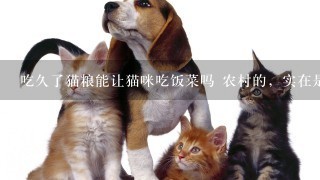 吃久了猫粮能让猫咪吃饭菜吗 农村的，实在是养不起两个猫吃猫粮了