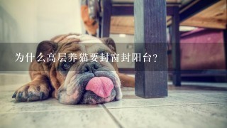 为什么高层养猫要封窗封阳台？