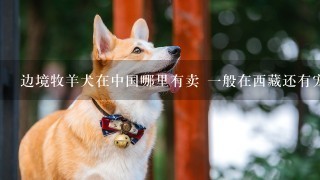 边境牧羊犬在中国哪里有卖 一般在西藏还有宠物店