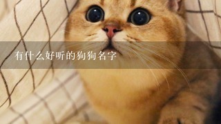 有什么好听的狗狗名字