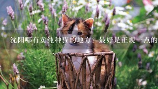 沈阳哪有卖纯种猫的地方？最好是正规一点的宠物店或猫舍，中街兴隆大家庭和塔湾有吗？