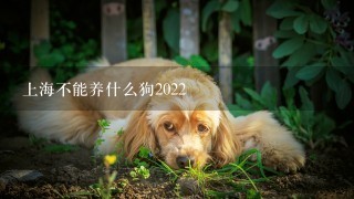 上海不能养什么狗2022