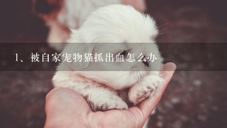 被自家宠物猫抓出血怎么办