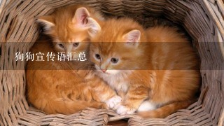 狗狗宣传语汇总