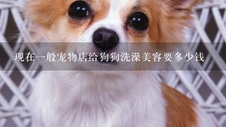 现在一般宠物店给狗狗洗澡美容要多少钱