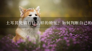 土耳其梵猫有什么样的特征？如何判断自己的猫是不是