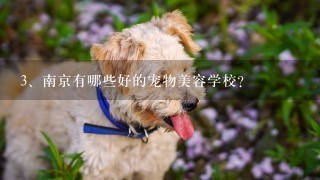 南京有哪些好的宠物美容学校?