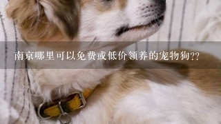 南京哪里可以免费或低价领养的宠物狗??