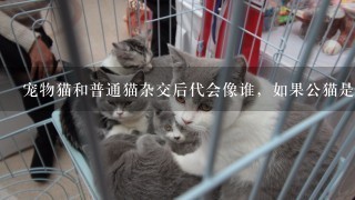 宠物猫和普通猫杂交后代会像谁，如果公猫是宠物猫，