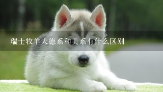 瑞士牧羊犬德系和美系有什么区别