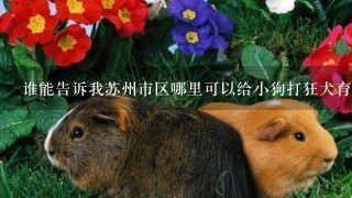 谁能告诉我苏州市区哪里可以给小狗打狂犬育苗啊？